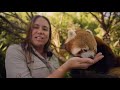Learn all about Red Pandas