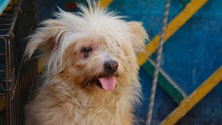 Havanese Obedience Training: Essential Commands and Techniques