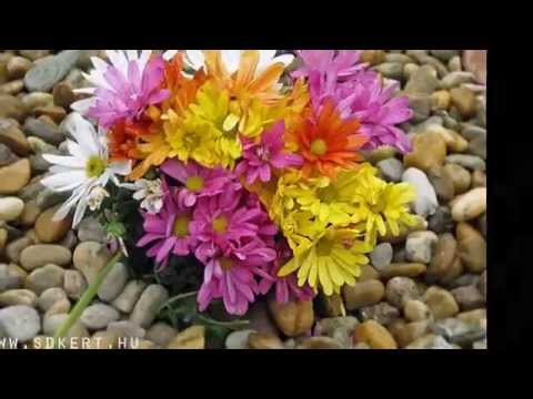 Romantikus kert - Spiegel Ákos Fotó