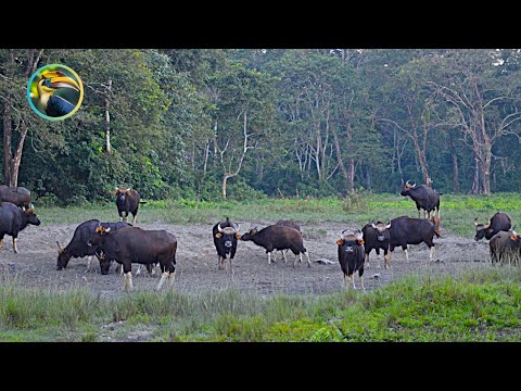 WILD India's Most BEAUTIFUL Wildlife Secrets