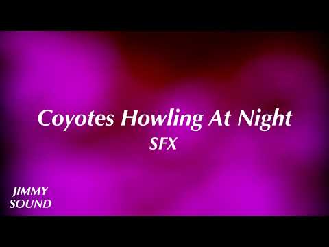 Coyotes Howling At Night [Sound Effect]