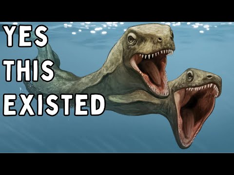 The Rarest Of The Rarest Fossils Ever Discovered
