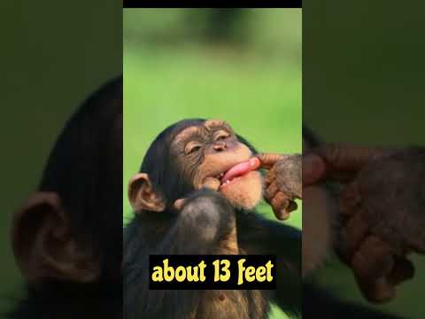 Aren't monkeys fact and  just the funniest? - Funny monkey compilation#shorts