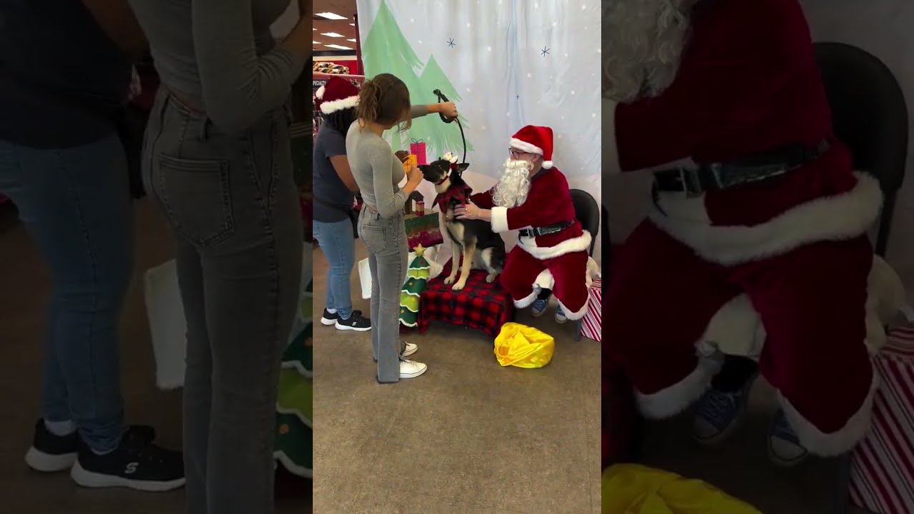 Enlarge Honey, a Adoptable German Shepherd Dog in Malibu, CA video 6/6