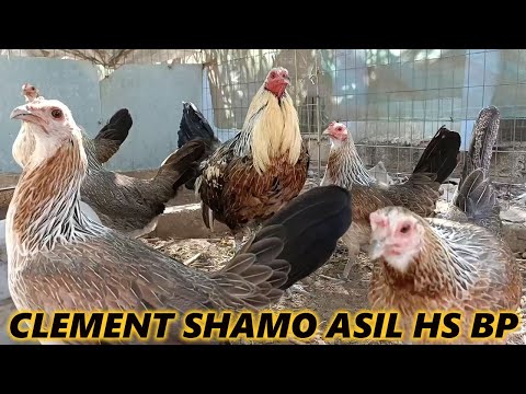 Shamo Asil Hennie Jap Clement Rancho Burras Prietas