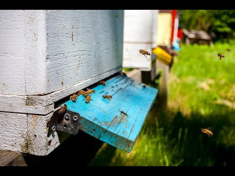 Honung- En fantastisk biprodukt - Introduktionsfilm