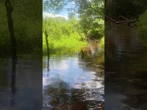 sítio a venda, localizado fazenda poço verde município de Pindobaçu é Filadélfia Bahia, 5 tarefas e