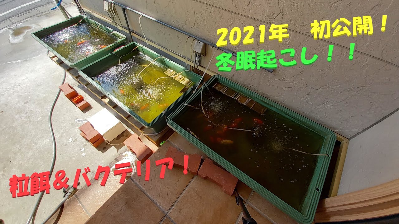 【金魚・らんちゅう】2021年、冬眠起こし‼️☆21’-1