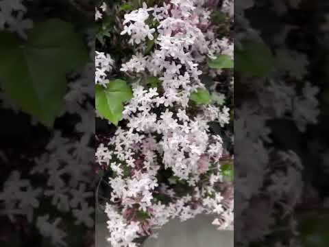 バジルの香りのよい植物、夏の屋外の庭