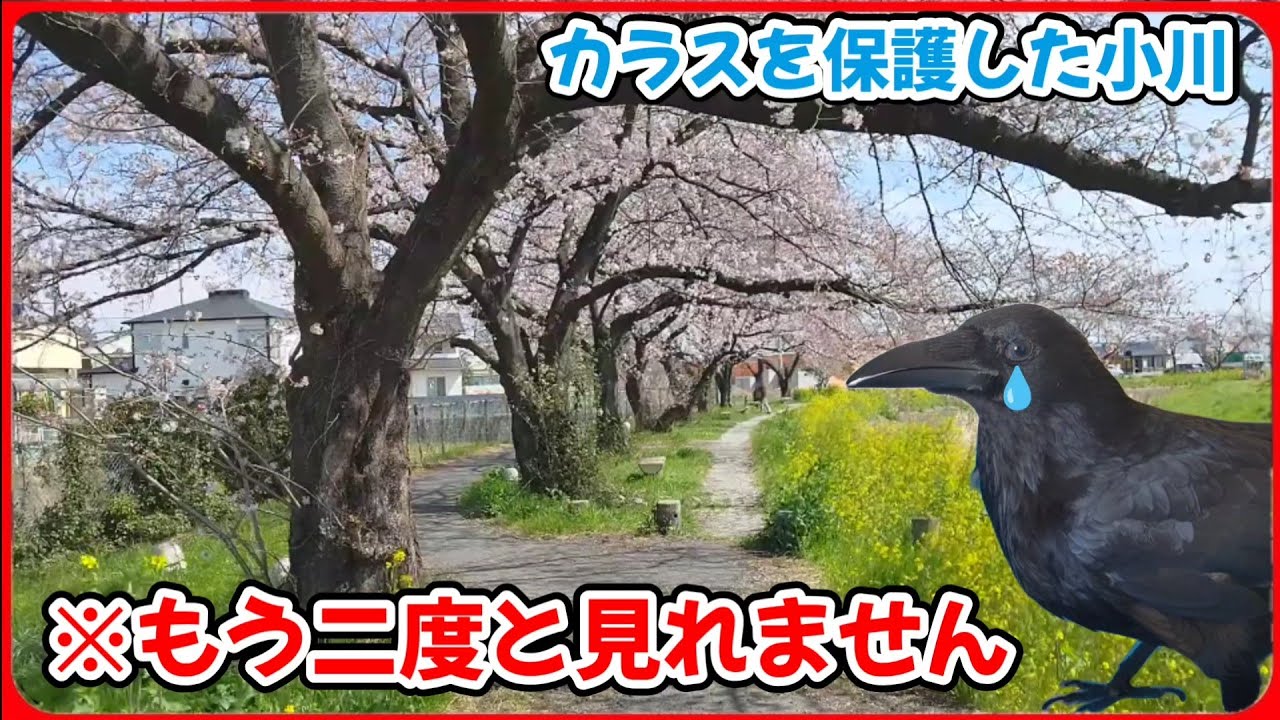 【二度と見れない風景】カラスを保護した小川沿いの小道…しかし。20260402、カラス＆四つ足クインテット（仮）