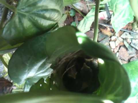 Quintus Adikari (Kurulu kadalla)