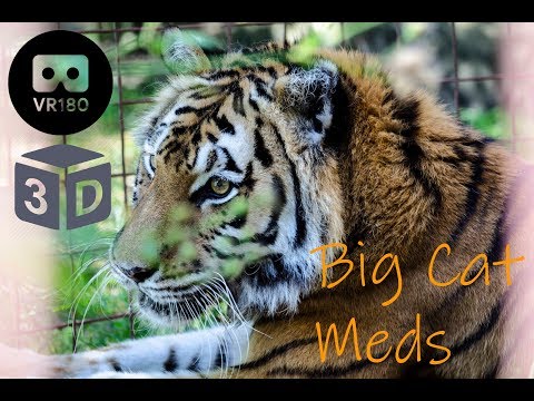 Keisha Tiger Gets Meds in 3D!