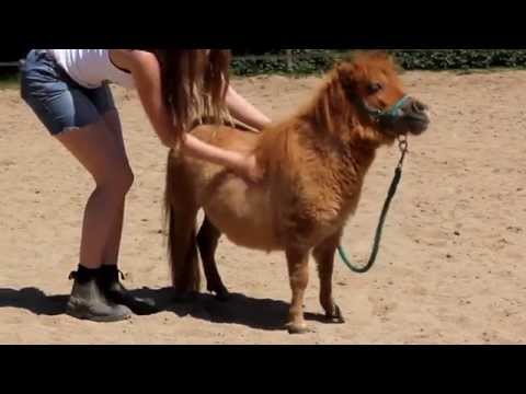 Suprise, knuffige Minishettystute