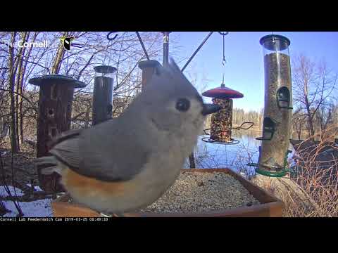 Red-tailed Hawk Prowls Edge of the Bird Feeding Garden – March 25, 2019