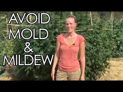 5 Steps to Prevent Powdery Mildew and Mold on Cannabis Flowers