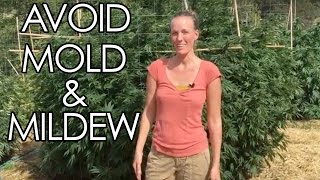 5 Steps to Prevent Powdery Mildew and Mold on Cannabis Flowers