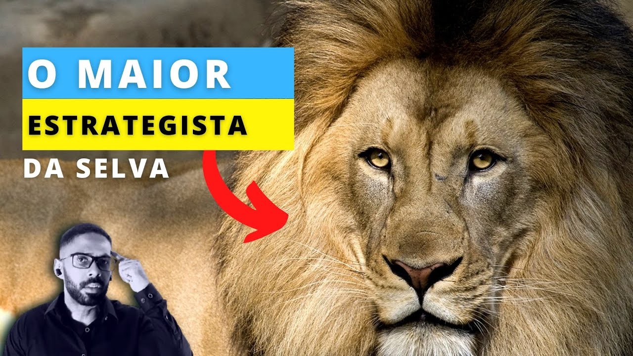 5 INCRÍVEIS estratégias dos LEÕES para aplicarmos na vida