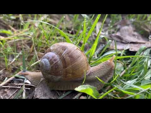 Pensiunea Bursucărie - Gârcina, judeţul Neamţ, mai 2023