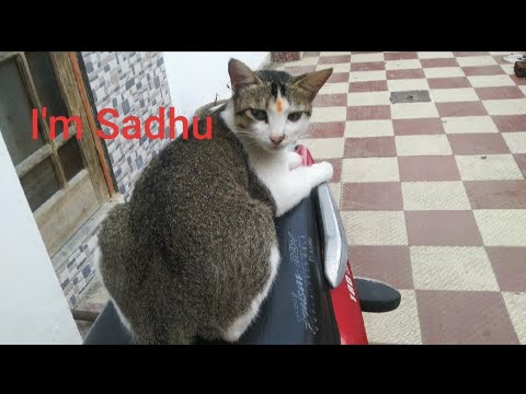 Sadhu(Cat)🐱🐱🐱 vs Jungle Black Mouse🐭🐭🐭 #cats