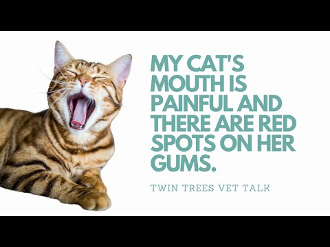 Q) My cat's mouth is painful and there are red spots on her gums.│ Twin Trees Vet Talk