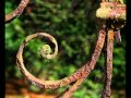 rusting gate - Kelly Joe Phelps