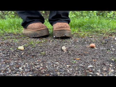 Snail crushing