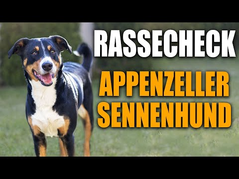 Appenzeller Sennenhund Rassecheck  - Rasseportrait, Rassebeschreibung, Informationen zur Rasse