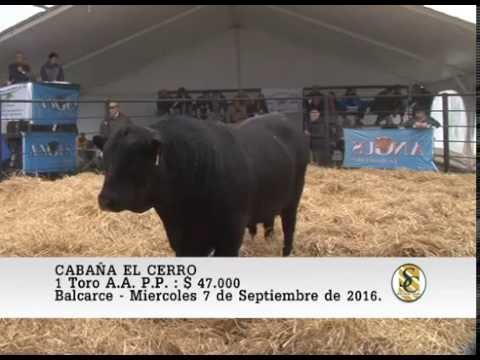 07-09-16 Venta de Toros A.A. P.P. - Cabaña El Cerro - Balcarce.