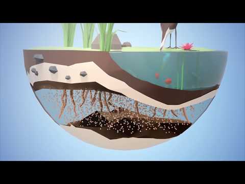 Was ist eigentlich ein Ökosystem?