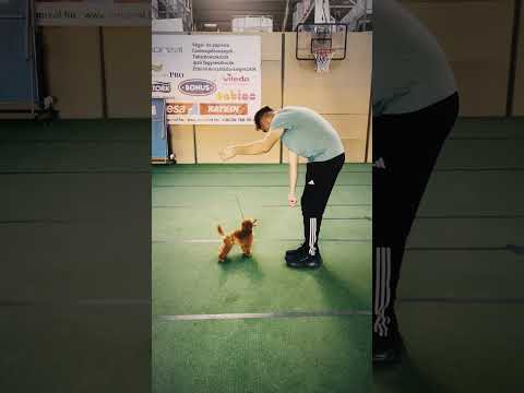 Toy Poodle puppy for sale