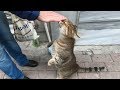 Tabby Cat Meowing So Cute For Food And Love