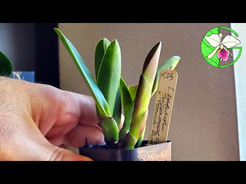 Orchid collection growth update • 30 January 2022