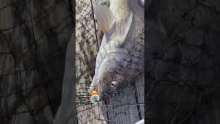 I CAUGHT A LARGE DRUM FISH | #Fishing #DrumFish