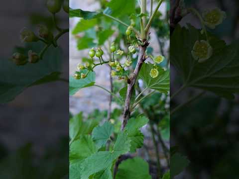 ホワイトカラント 植物