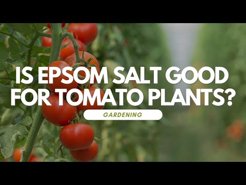 Is Epsom Salt Good For Tomato Plants?