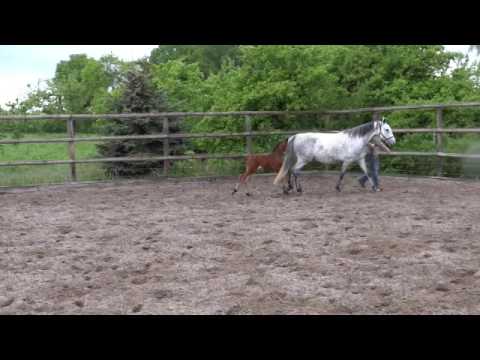 Stutfohlen von Comme il Faut, geb. 2016