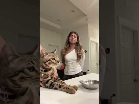 I’ll get it right next time jasper 🥲 #cat #grwm #funny #cats #4urpage #fypシ