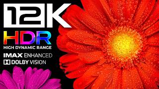 8K HDR 60FPS | World's Most Beautiful Flowers in 12K BEST OLED TEST | Relaxing Screensaver & Music