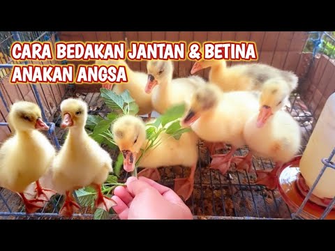 , title : 'CARA BEDAKAN JANTAN DAN BETINA ANAK ANGSA'