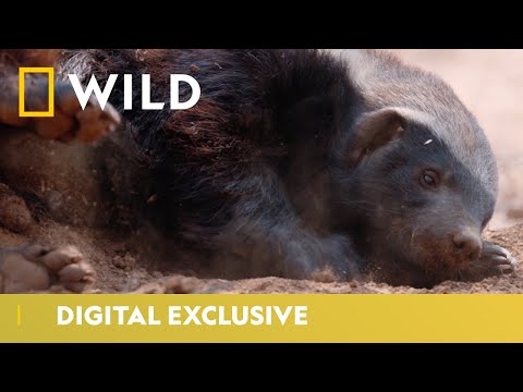 The Life of Honey Badgers | Predator Mondays | National Geographic Wild UK