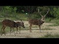 Ultimate Bowhunting Kill Shot Compilation 78 Kill Shots In 2 Minutes