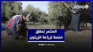 في إطار مبادرات المثمر .. إطلاق منصة تطبيقية خاصة بزراعة الزيتون في سيدي داود بإقليم مولاي يعقوب thumbnail