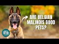 12 Things Only Belgian Malinois Dog Owner Understand