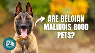 12 Things Only Belgian Malinois Dog Owner Understand