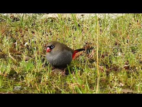 Amadinka nádherná (Stagonopleura bella) — video o speve a chove