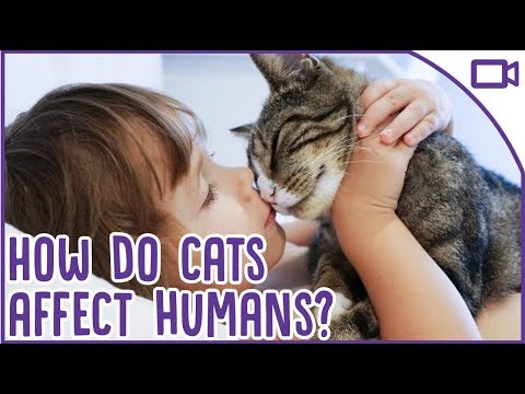 Cats Make You Smarter?! - How Cats Affect Humans! - YouTube