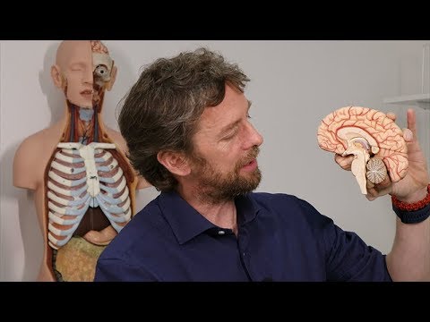 Brainstem anatomy - just the lumpy bits