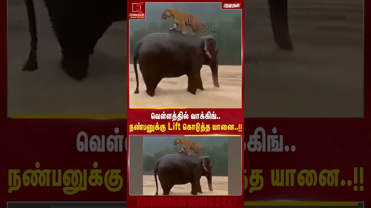 வெள்ளத்தில் வாக்கிங்..!நண்பனுக்கு Lift கொடுத்த யானை..!! | Wildlife video | Elephant saves tiger