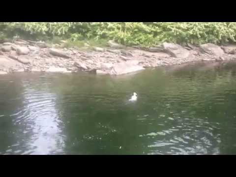 Swimming the Beaverkill