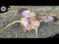 Owls Vs Eagles 10 Moments When Birds Hunt Their Prey